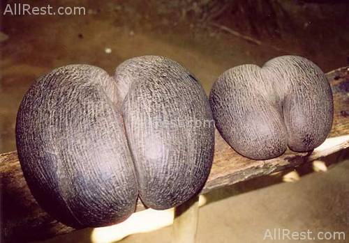Coco de Mer Superior 12